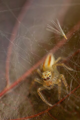 Selective focus Macro image  image of a brown spider siting on a brown leaf
