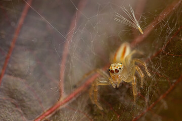 Selective focus Macro image  image of a spider siting on a brown leaf
