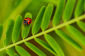 Macro image of a red ladybug with black spots siting on green leaves