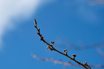 Obraz premium つぼみ