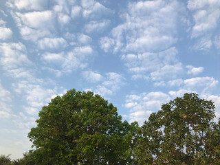 Obraz premium trees against sky