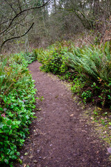 Hiking trails in a wet woodland, lined by sword ferns and salal, and bare branches, on a wet day
