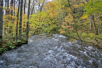 黄葉に囲まれた奥入瀬渓流のダイナミックな流れ＠青森