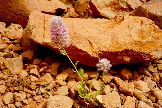 Australia, flower growing without water in the red desert near the sandstone monoliths of Uluru, Katia Tjuta or Olgas.

