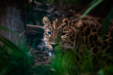 Leopard hiding in the grass in the dark forest