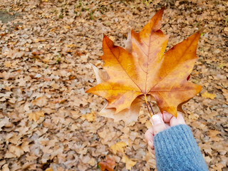 Woman holding autumn maple leaf
