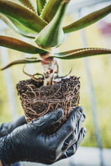 Aloe Vera