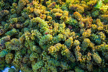 Closeup of ripe white grapes in clusters as natural background. Viticulture and winemaking concept