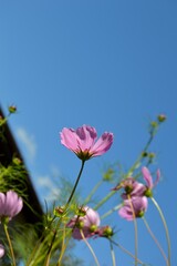 pink flowers in the field