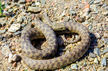 Obraz premium snake on the ground