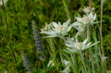 Edelweiss on a background of green grass
