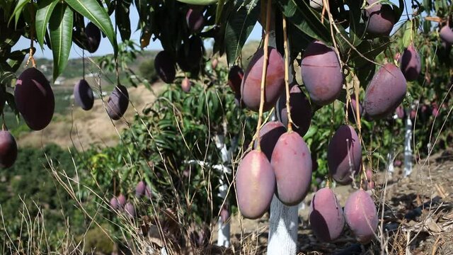 Orchard - ripe mango on a branch in the garden