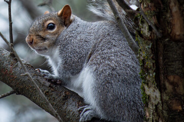 Naklejka na ściany i meble Grey Squirrel in Tree