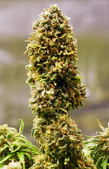 Sweet N Sour Haze
