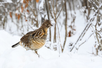 Ruffed Grouse Standing on Snowbank in Winter, Closeup Portrait