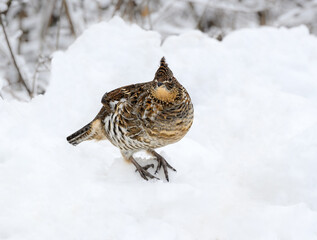 Ruffed Grouse Standing on Snow in Winter, Closeup Portrait