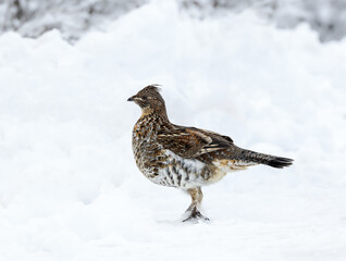 Ruffed Grouse Standing on Snow in Winter, Closeup Portrait