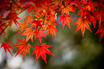 鮮やかに色づいたモミジの葉
