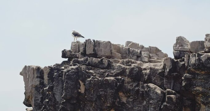 Seagull standing on rock in Beach