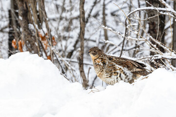 Ruffed Grouse Standing on Snowbank in Winter, Closeup Portrait