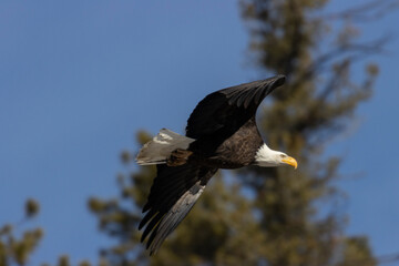 Bald Eagle in Eleven Mile Canyon
