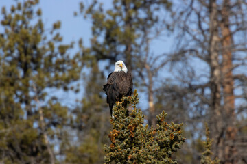 Bald Eagle in Eleven Mile Canyon