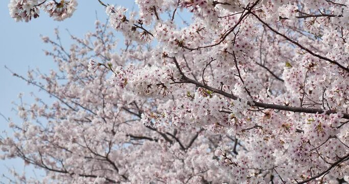 桜の花をティルト(チルト)アップ撮影