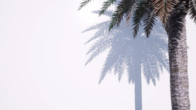Abstract mockup with green shadow palm leaf