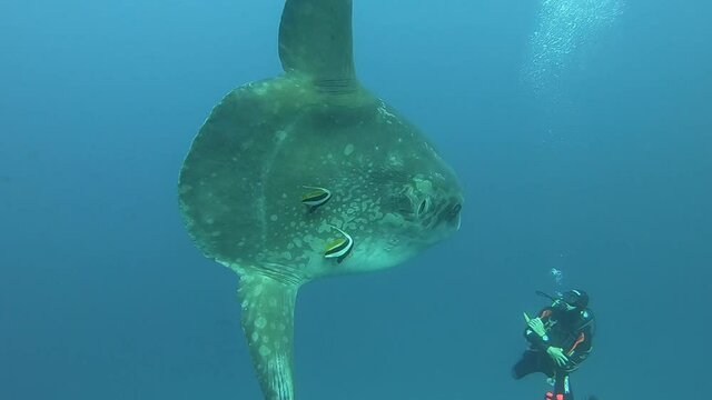 Mola mola fish poses for a diver.