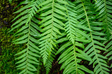 Fototapeta na wymiar Closeup of bright green ferns, pattern and texture, as a nature background 