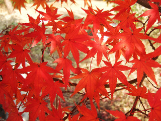 Maple tree red leaves in Autumn. Natural background of acer fall season foliage