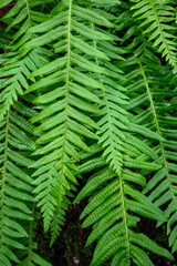Closeup of bright green ferns, pattern and texture, as a nature background
