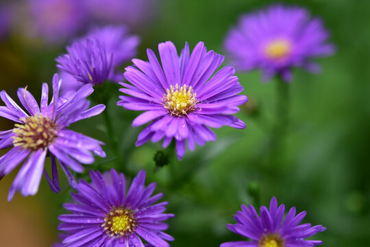 紫の花の宿根アスター
