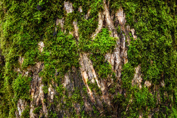 Vibrant green moss on rough bark tree trunk, as a nature background
