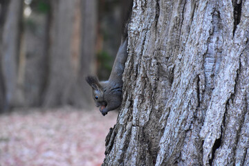 逆さまでクルミをかじるエゾリス