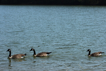 Besides the wood ducks and the mallard duck, there are several other species of dabbling ducks found in Georgia.