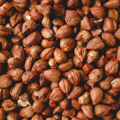 Fresh organic ripe hazelnuts in a pile top view full frame healthy food seed and snack concept
