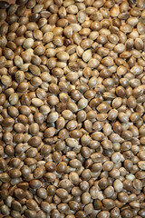 Cannabis seeds close up modern background high quality prints