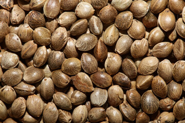 Cannabis seeds close up modern background high quality prints
