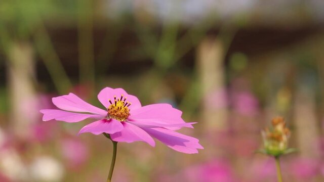 Single pink cosmos blossom blooming in garden with breeze , sunshine and space macro