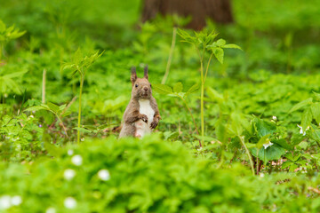 エゾリスと白い花
