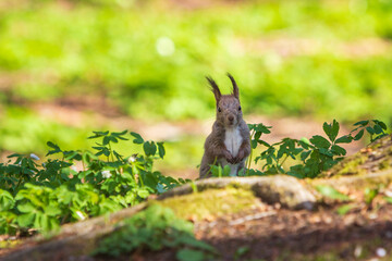 エゾリスと白い花