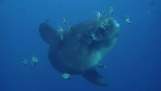 Divers met a giant moon fish. Moon fish in the ocean