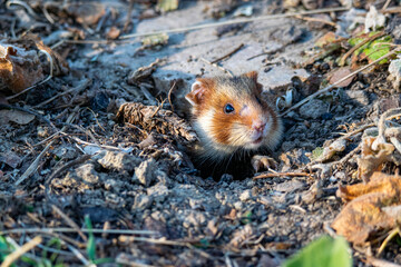 Wild Hamster living in Vienna