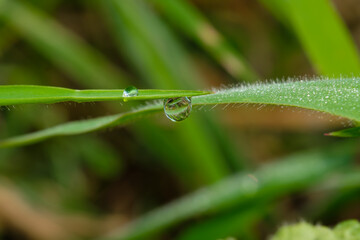 Water drop on green leaf with nature background,close up