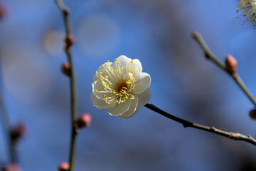 枝先に咲いた一輪の白梅