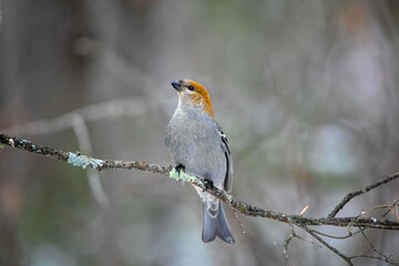 Obraz premium Grosbeak