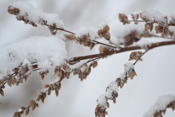 Winter dry grass under snow. Background with dry wild flower, macro