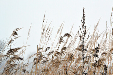 Dry grass field under snow. Winter floral background.