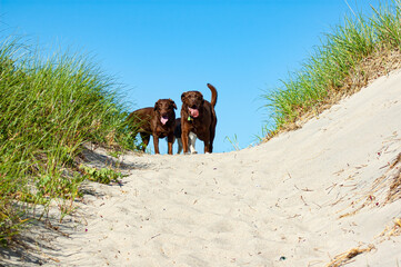 Two labs on top of sand dune